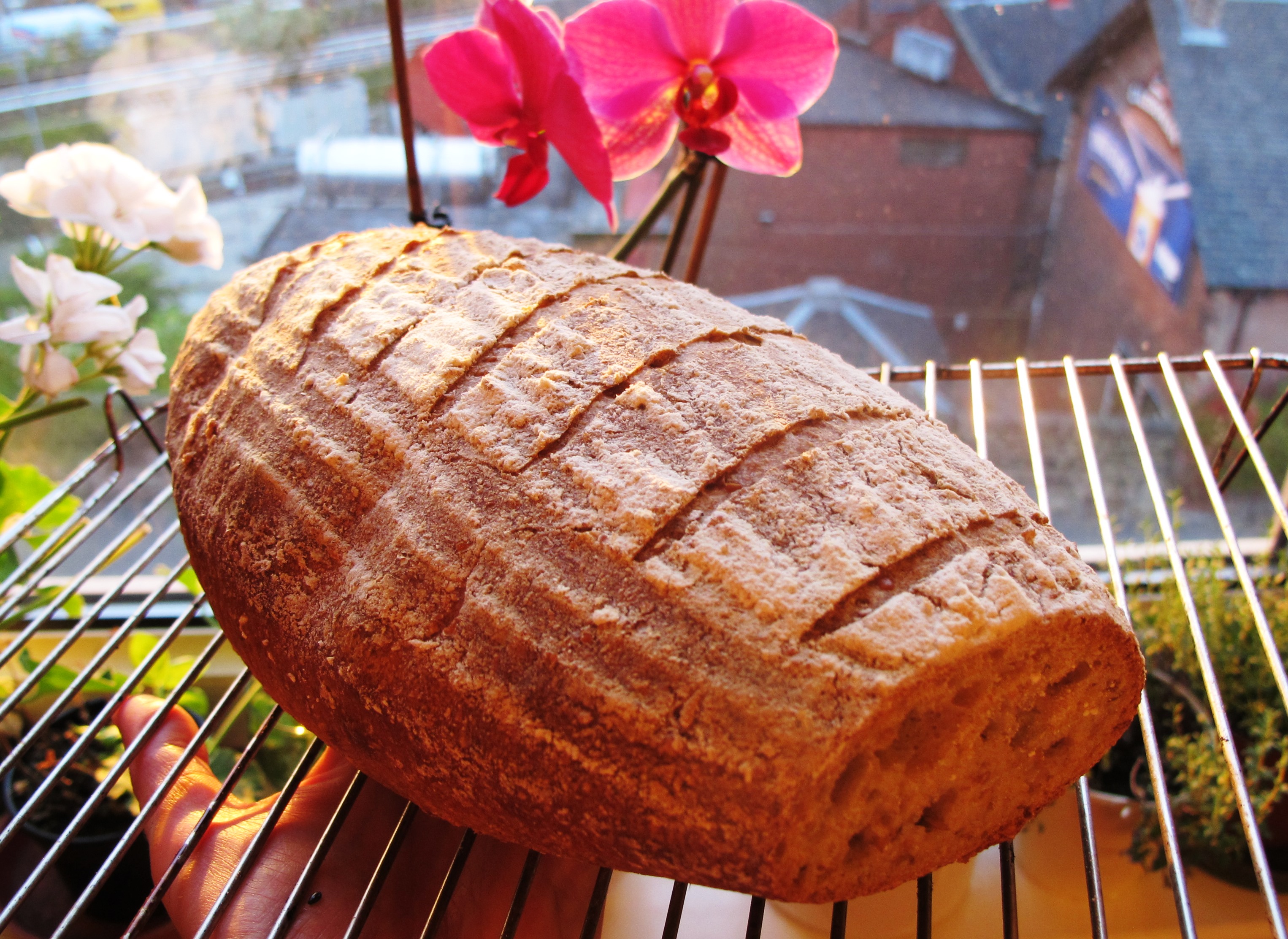 Sourdough Bread with Kamut Khorasan Flour TheBreadSheBakes