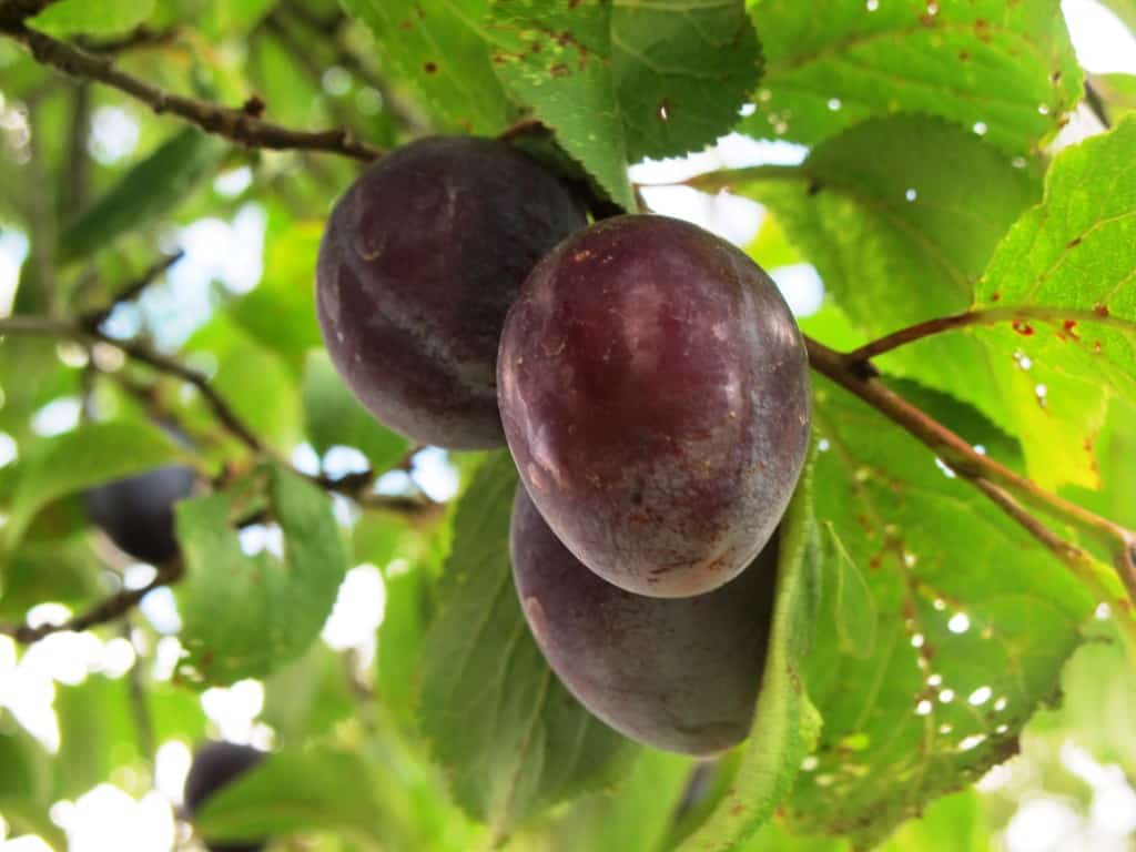 Zwetschken - Austrian Plums