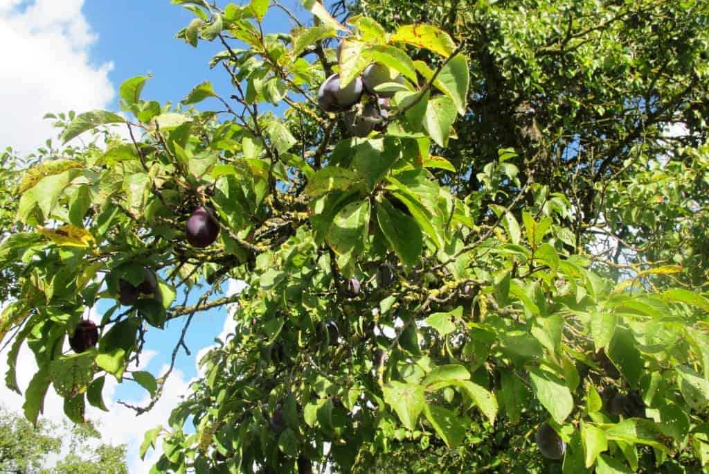 A "Zwetschkenbaum" (plum tree) in our garden