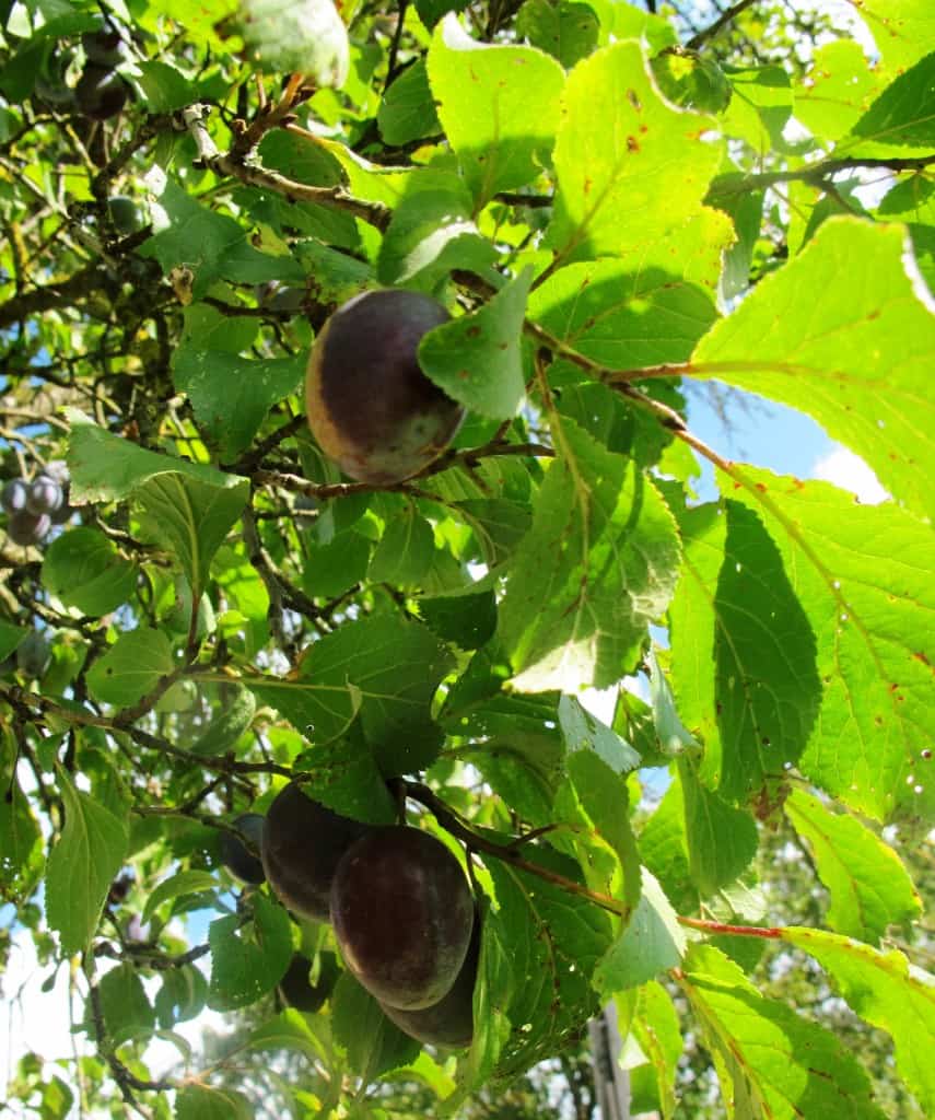 Local Austrian Plums in our Garden