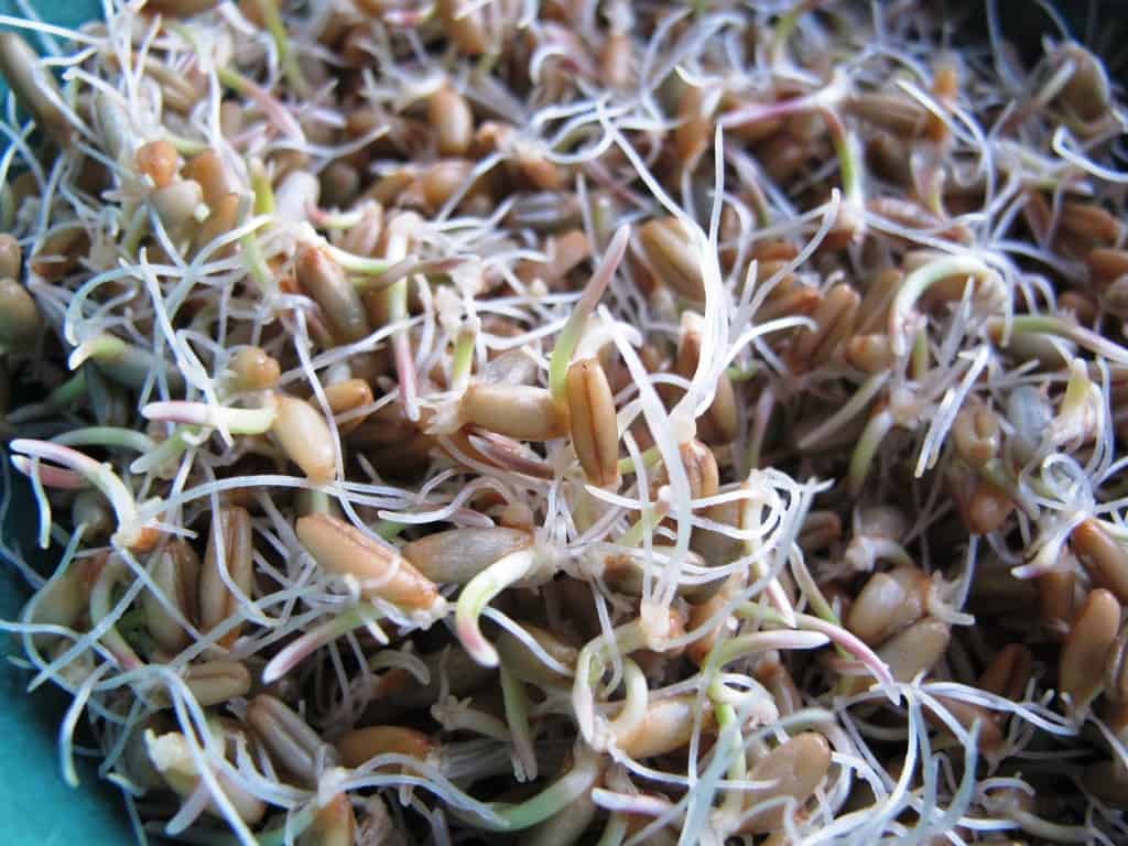 Sprouted rye grains