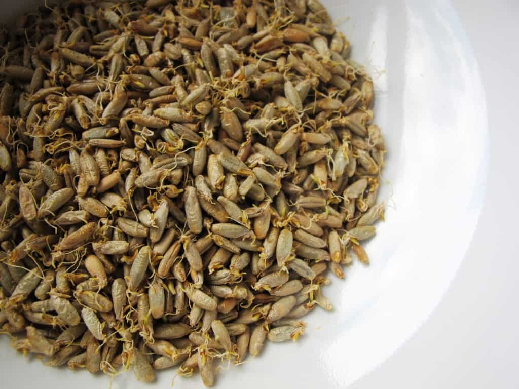 Malted rye grains