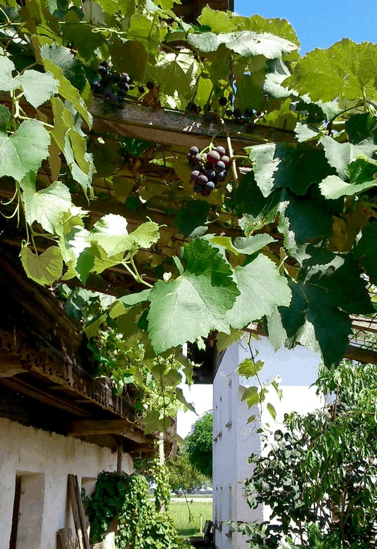 Uhudler grapes at the old farm house in Austria
