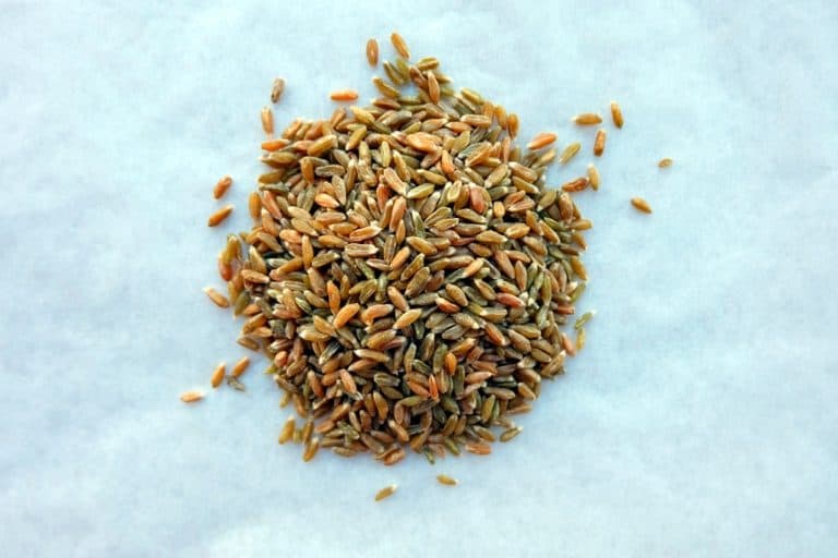 Grünkern Sourdough Spelt Bread Recipe - The Bread She Bakes
